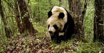 Rare wild animals captured on camera in NW China nature 