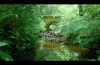 Nature Sounds Forest Sounds Birds Singing Sound of Water-Relaxation-Mindfulness-Meditation