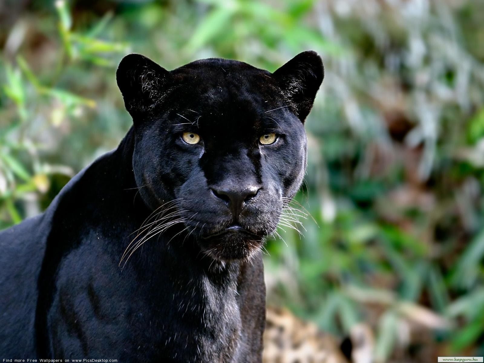 vwild animal pictures | Black panther - Wild Animals 